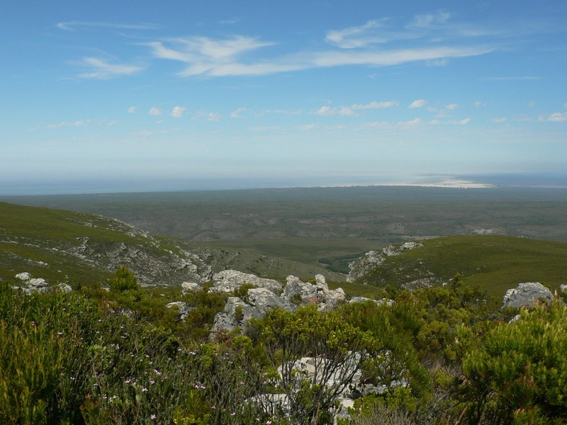 Adenandra gummifera photo 2