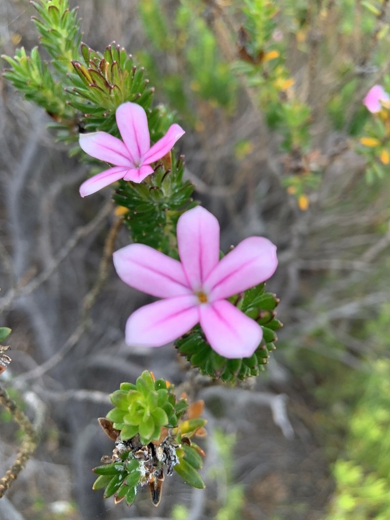 Adenandra gummifera photo 3