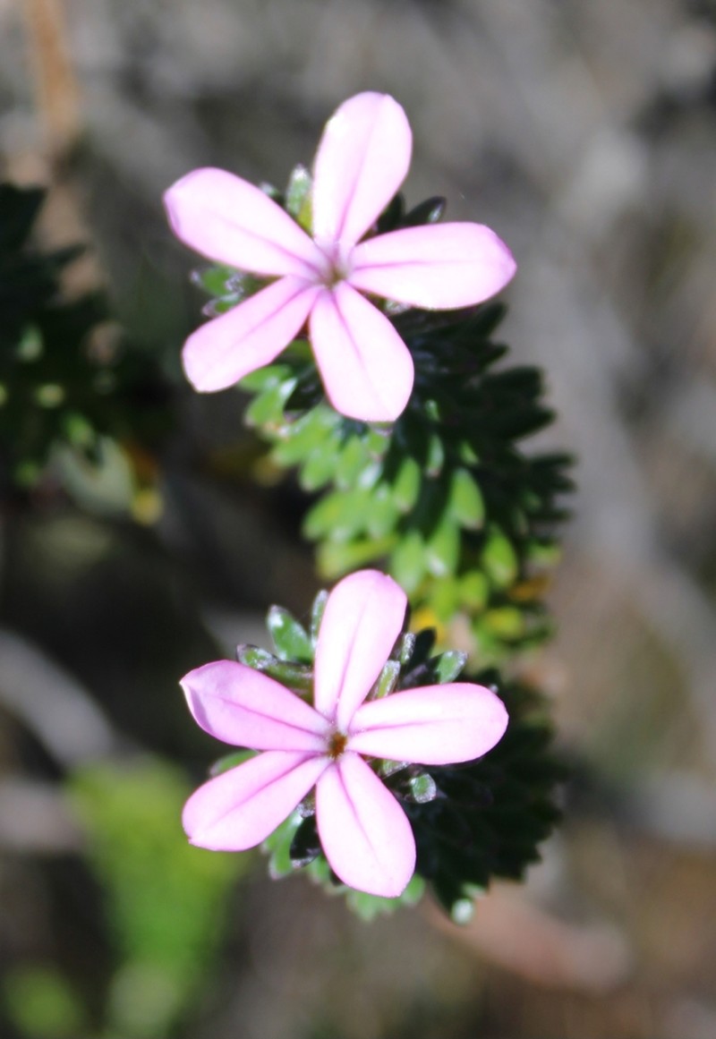 Adenandra gummifera photo 4