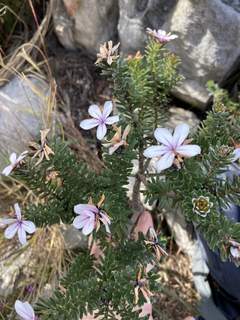 Adenandra gummifera photo 5