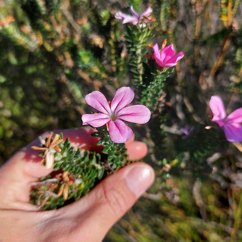 Adenandra gummifera photo 6