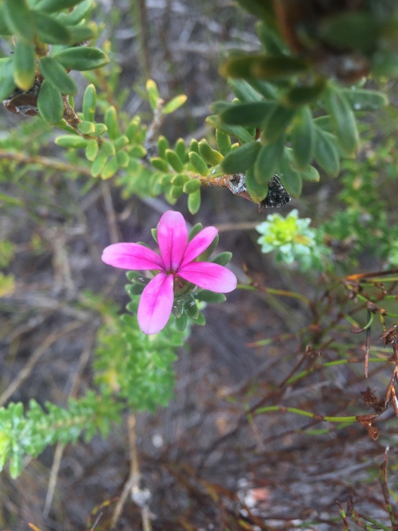 Adenandra gummifera photo 7