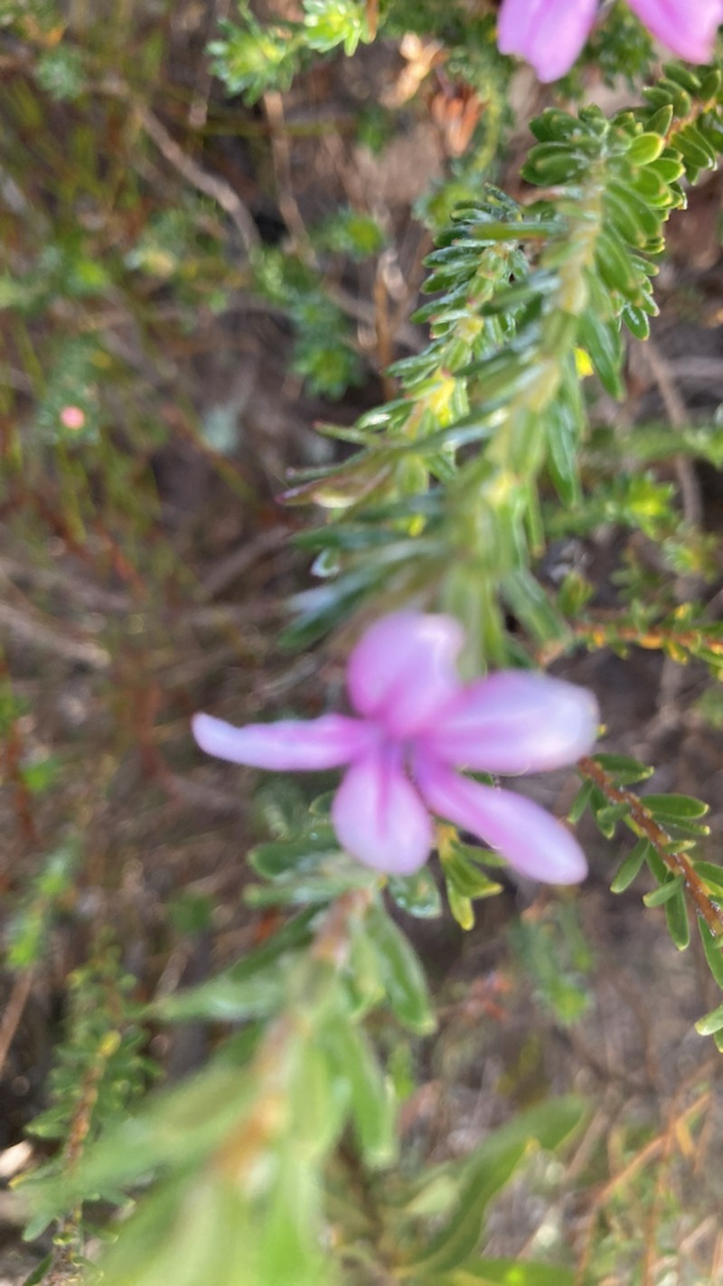 Adenandra gummifera photo 8