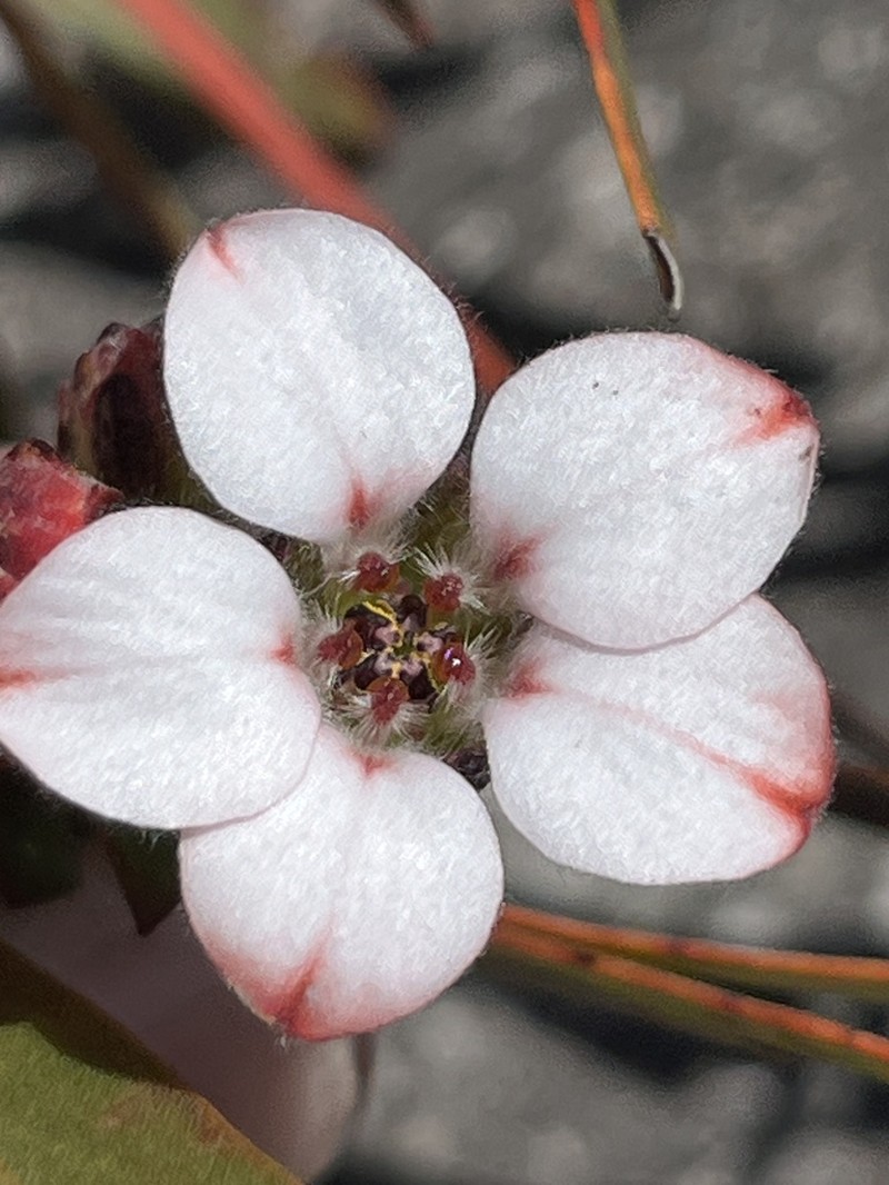 Adenandra lasiantha