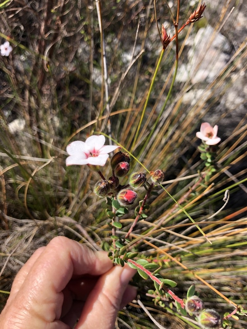 Adenandra lasiantha photo 2