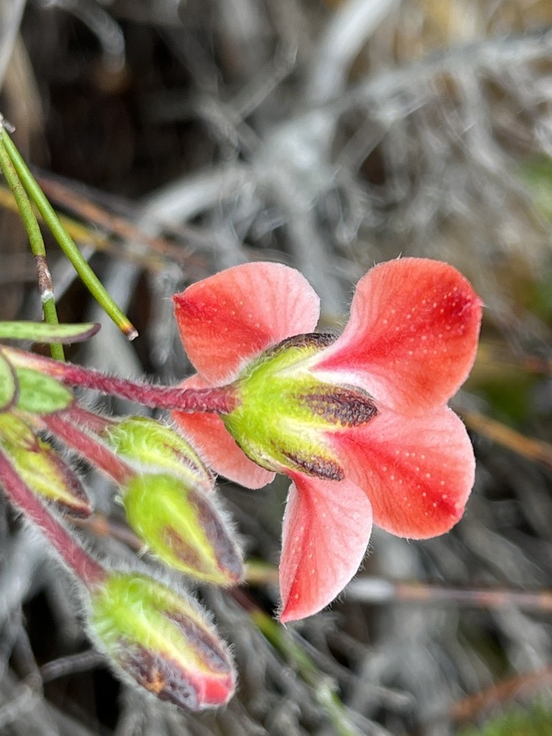 Adenandra lasiantha photo 3