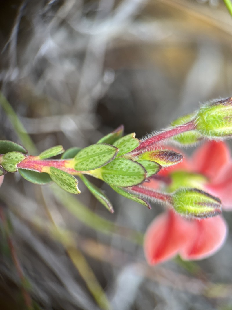 Adenandra lasiantha photo 4
