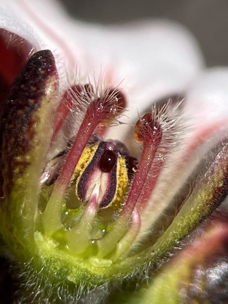 Adenandra lasiantha photo 5