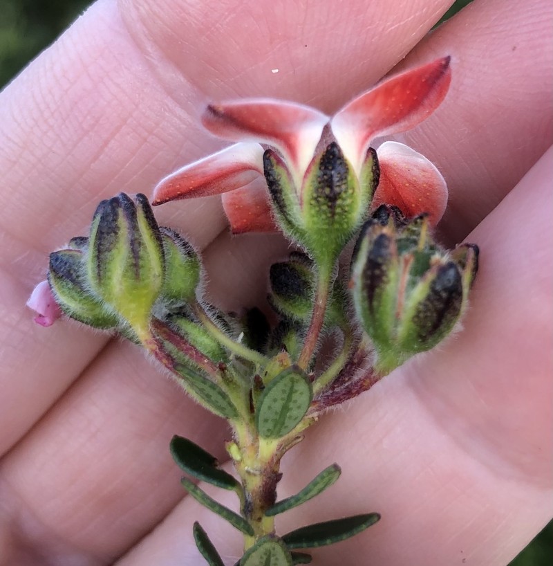 Adenandra lasiantha photo 6