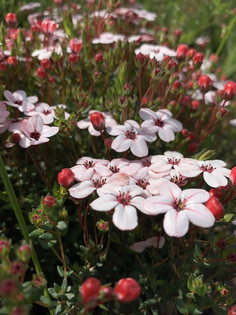 Adenandra marginata