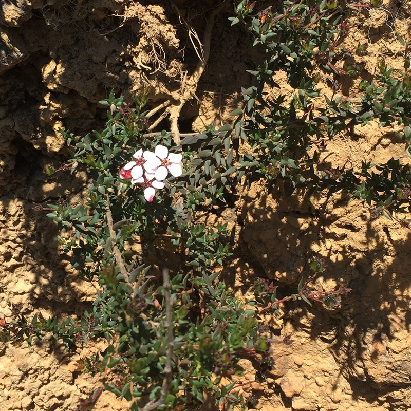 Adenandra marginata photo 2