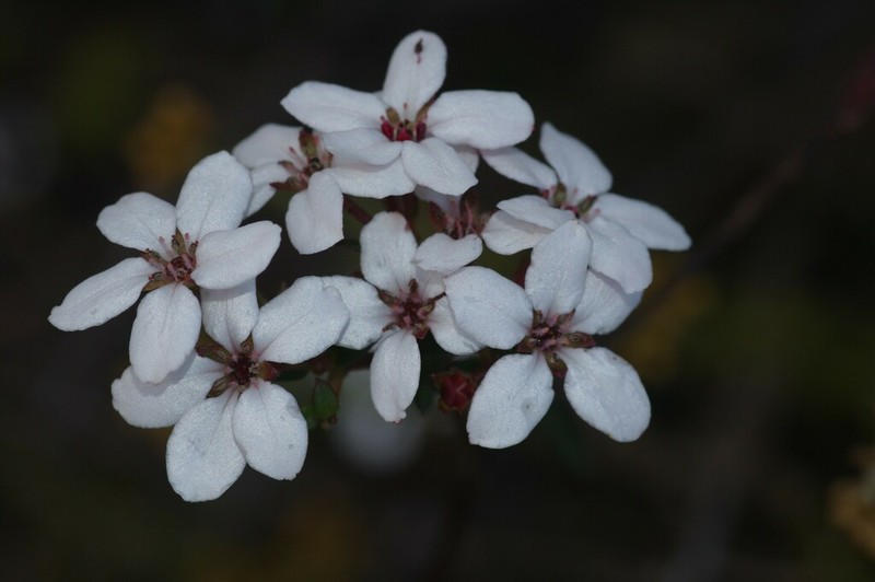 Adenandra marginata photo 3