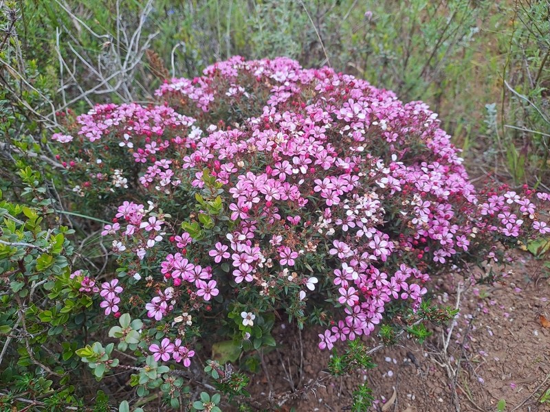 Adenandra marginata photo 4