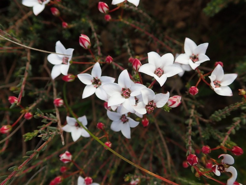 Adenandra marginata photo 5