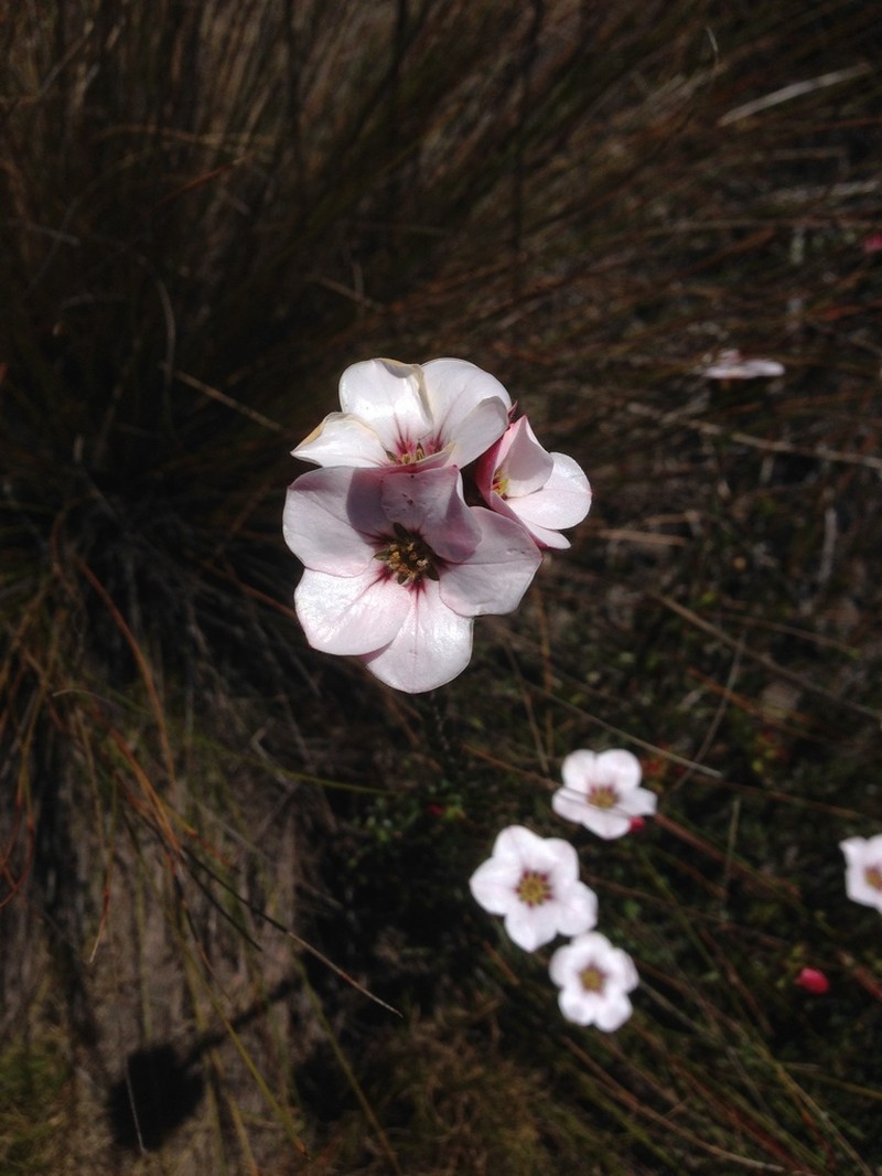 Adenandra marginata photo 6