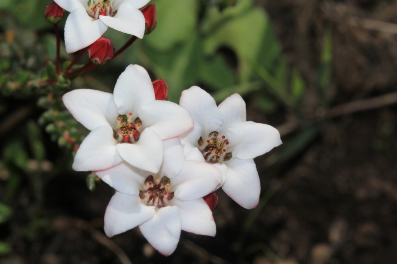 Adenandra marginata photo 8