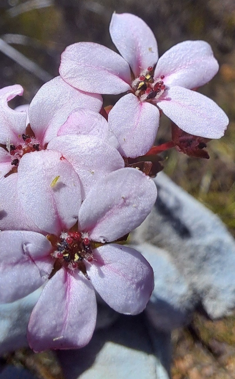Adenandra marginata subsp. marginata