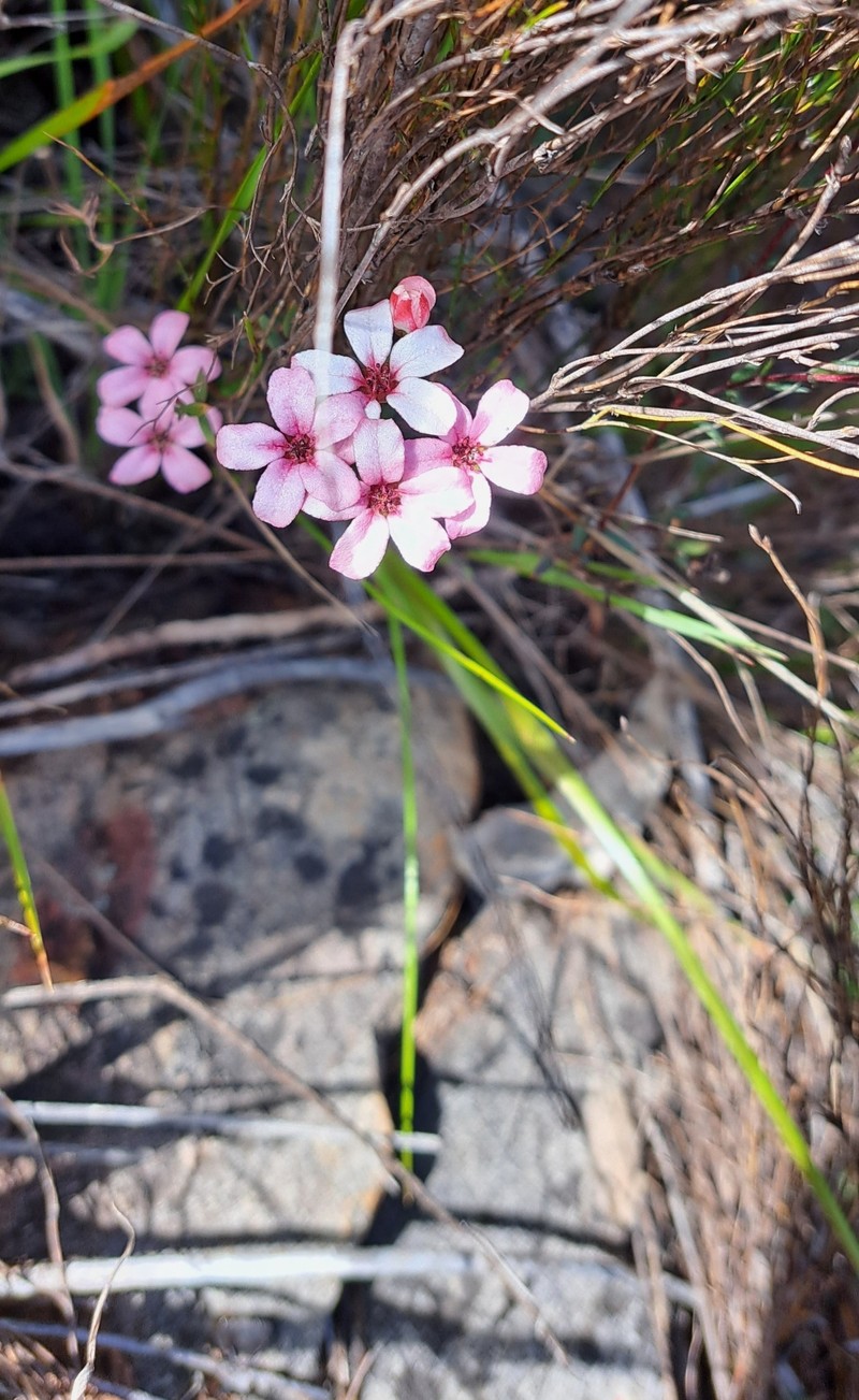 Adenandra marginata subsp. marginata photo 2