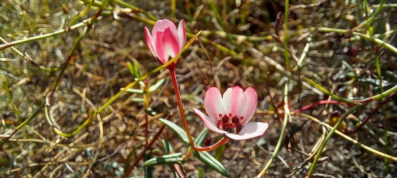 Adenandra marginata subsp. marginata photo 3