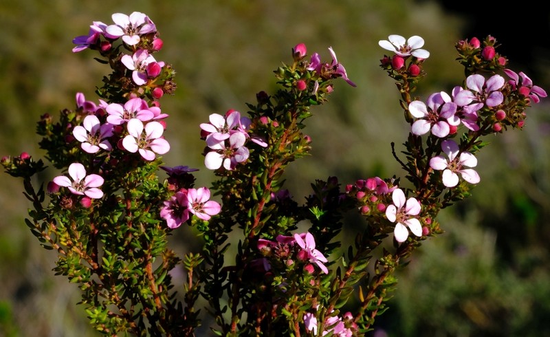 Adenandra multiflora