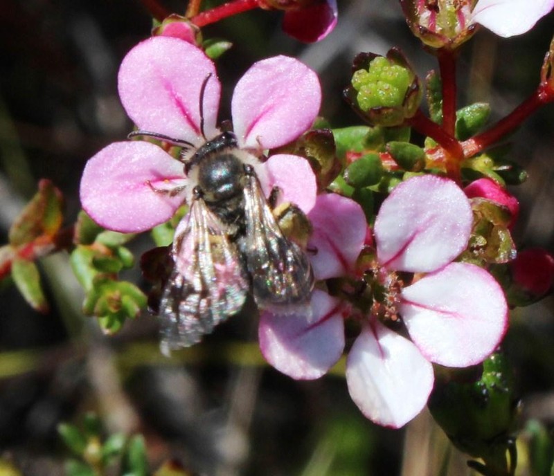 Adenandra multiflora photo 2