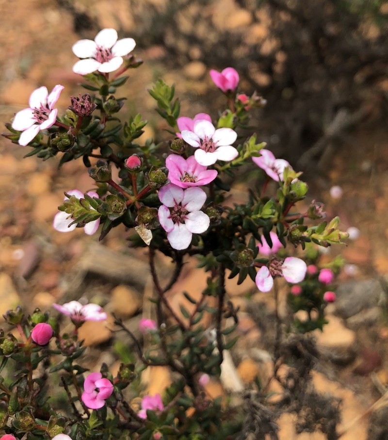 Adenandra multiflora photo 4
