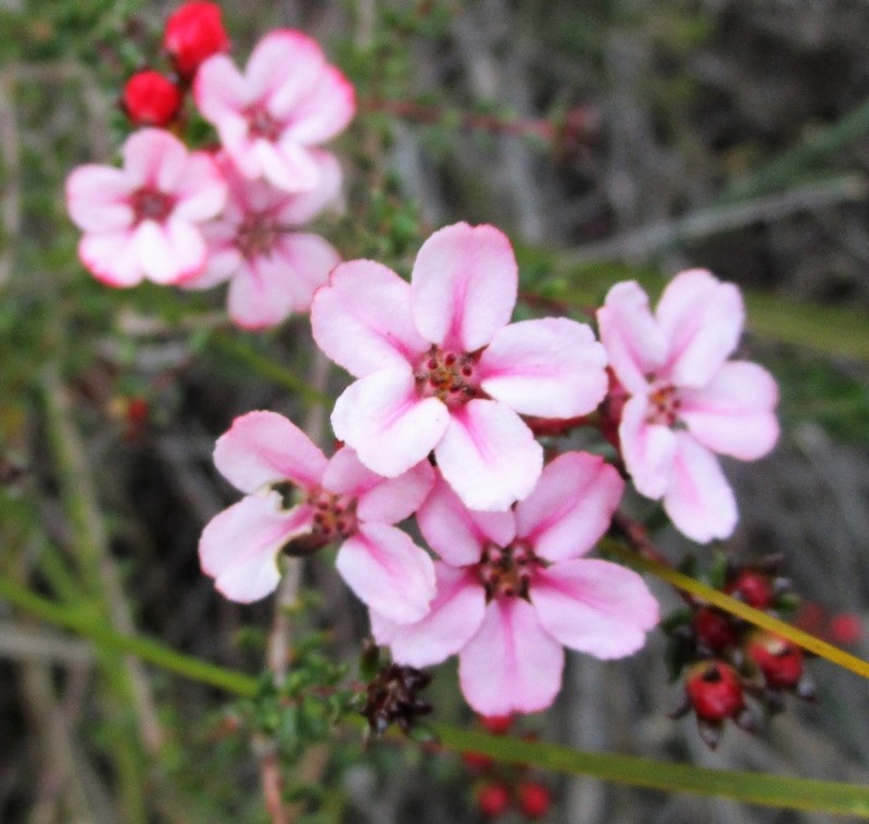 Adenandra mundiifolia