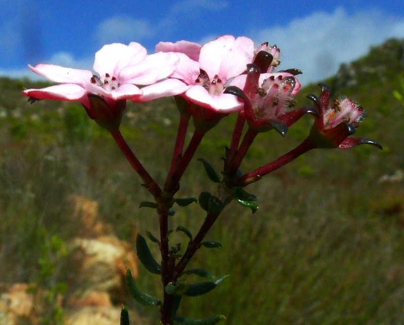 Adenandra mundiifolia photo 2