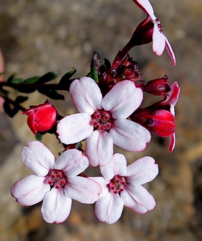 Adenandra mundiifolia photo 3