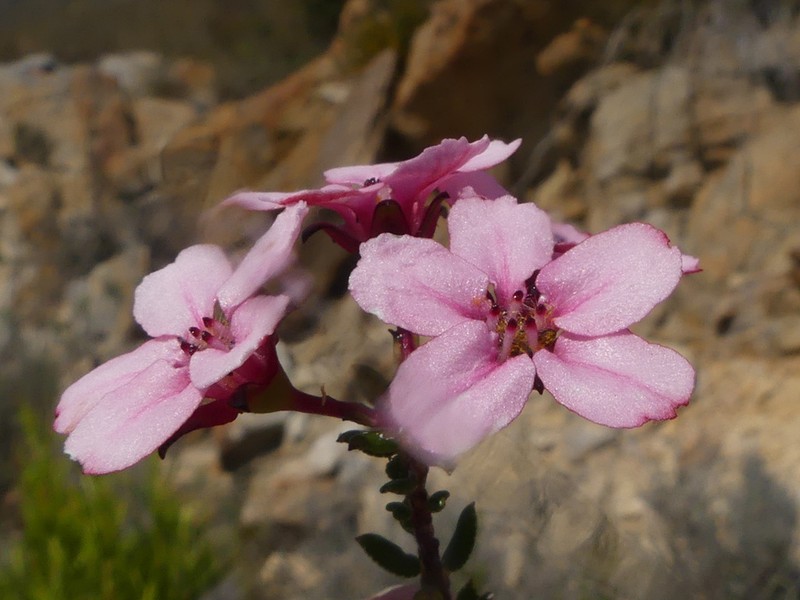 Adenandra mundiifolia photo 4