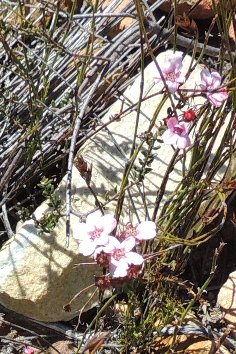 Adenandra mundiifolia photo 5