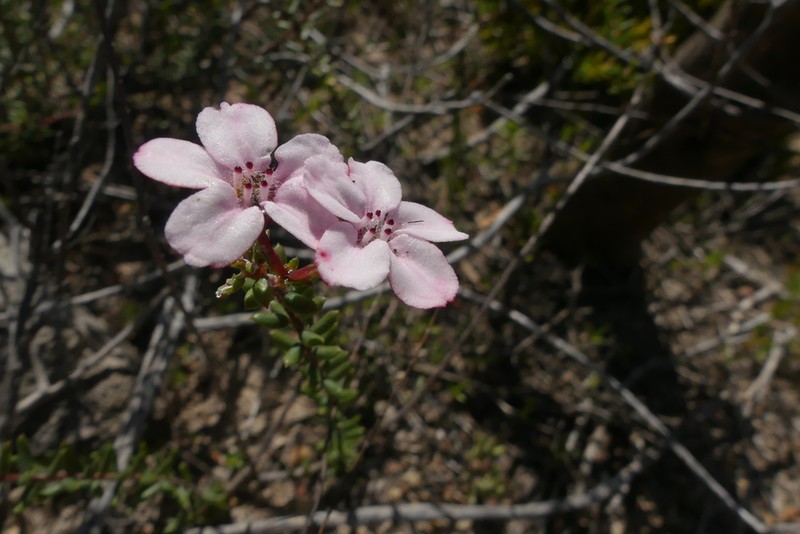 Adenandra mundiifolia photo 6