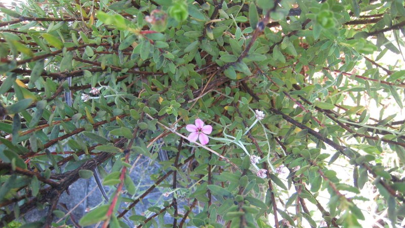 Adenandra mundiifolia photo 8