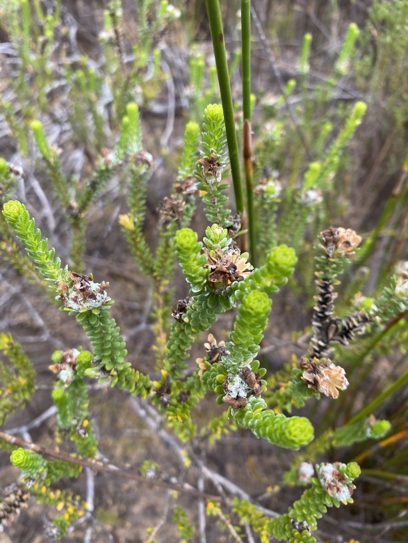 Adenandra obtusata photo 2