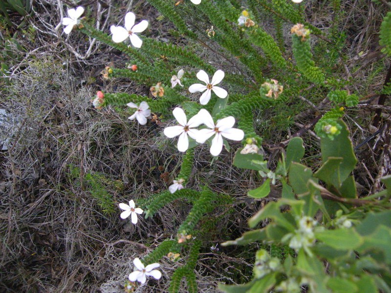 Adenandra obtusata photo 3