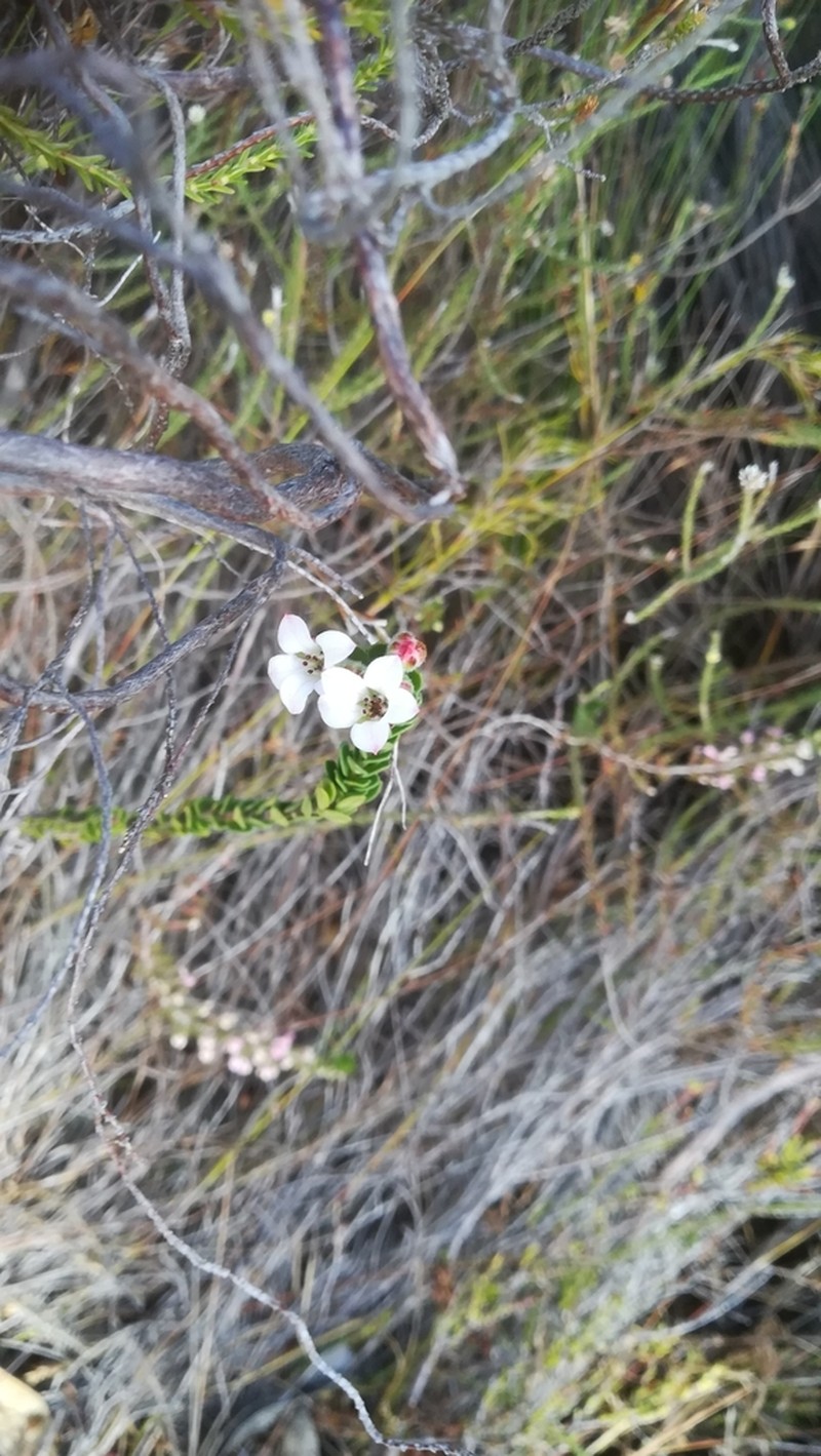 Adenandra obtusata photo 4