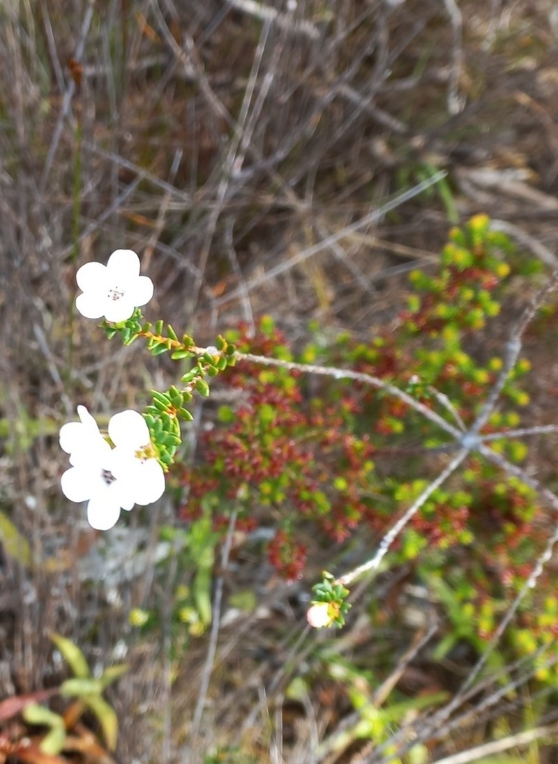 Adenandra obtusata photo 5
