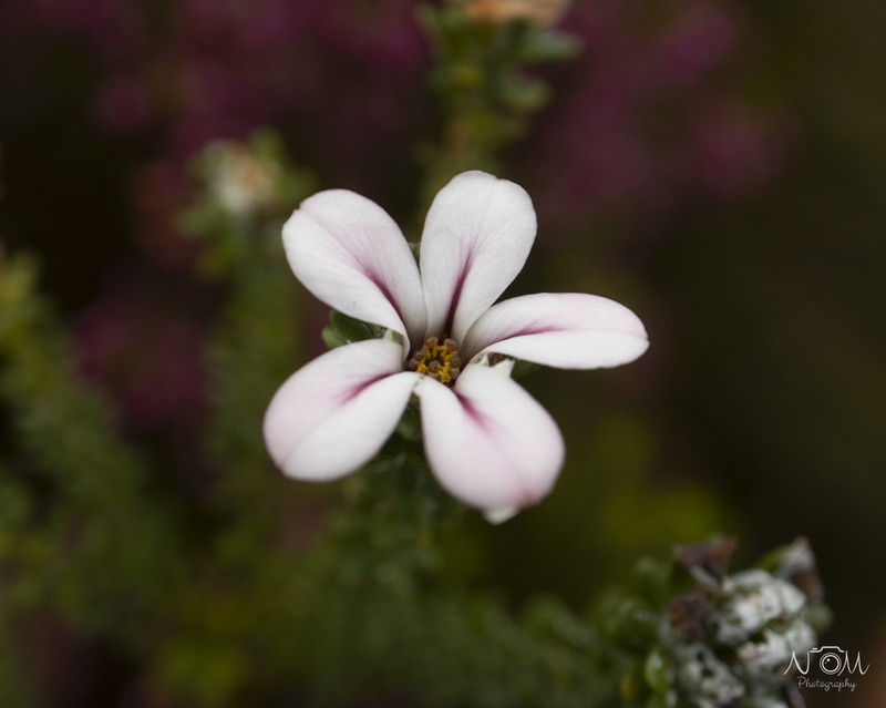 Adenandra obtusata photo 6