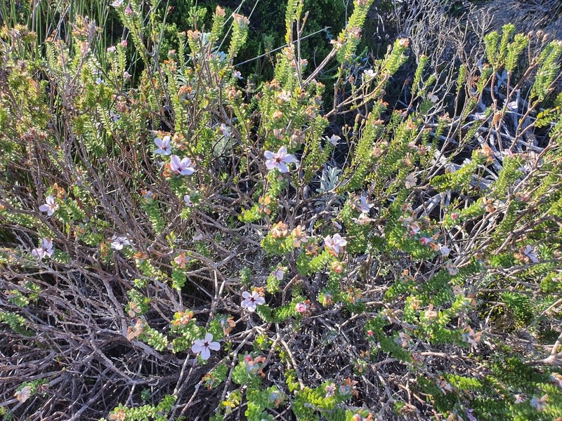 Adenandra obtusata photo 7