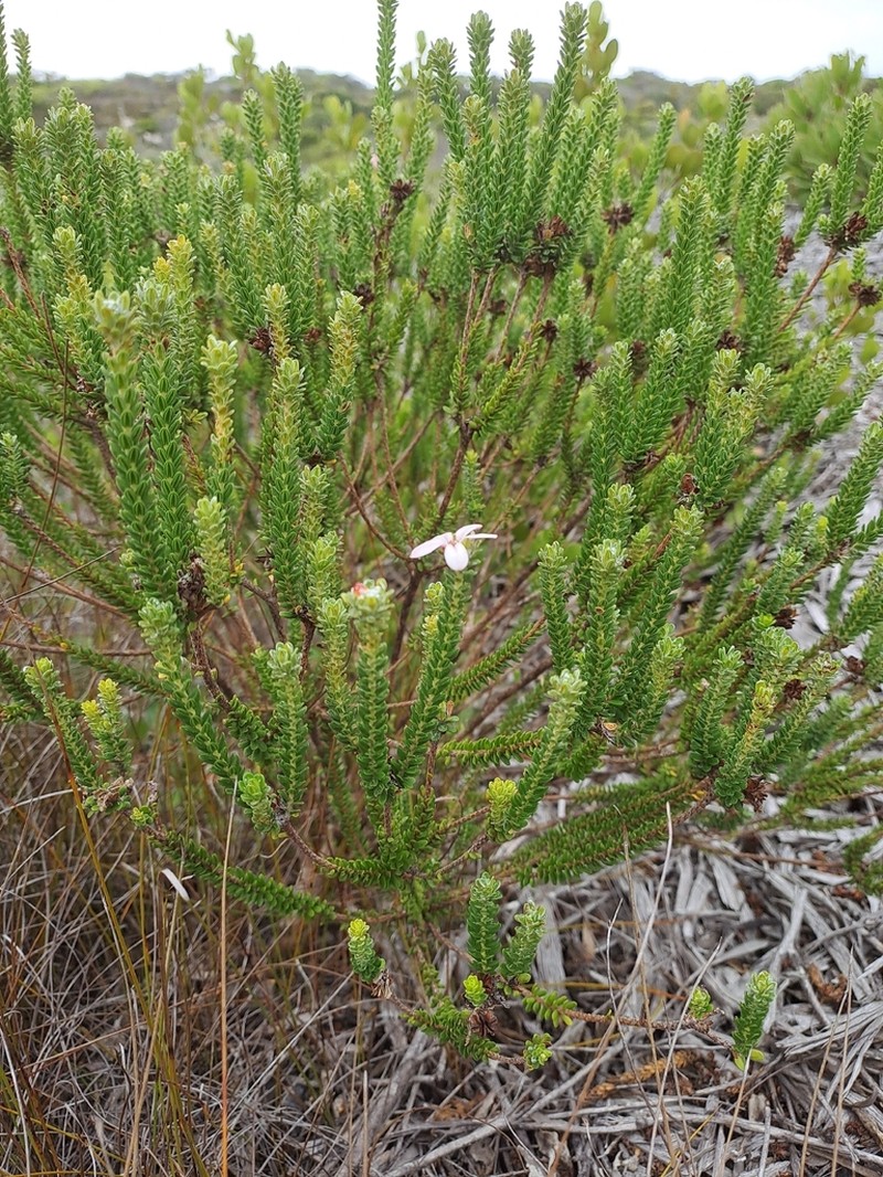 Adenandra obtusata photo 8