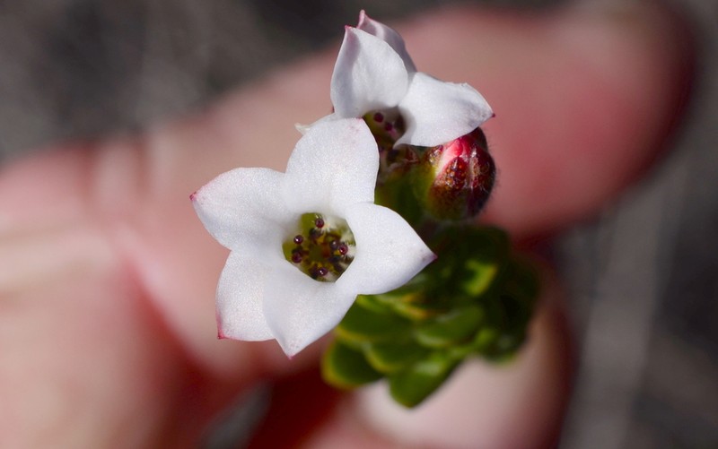 Adenandra odoratissima