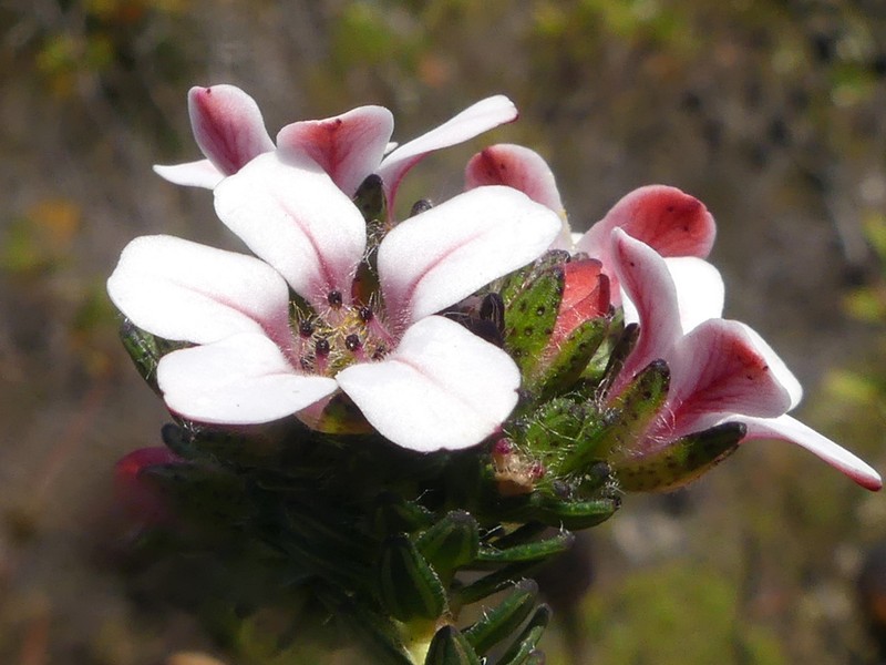 Adenandra odoratissima photo 2