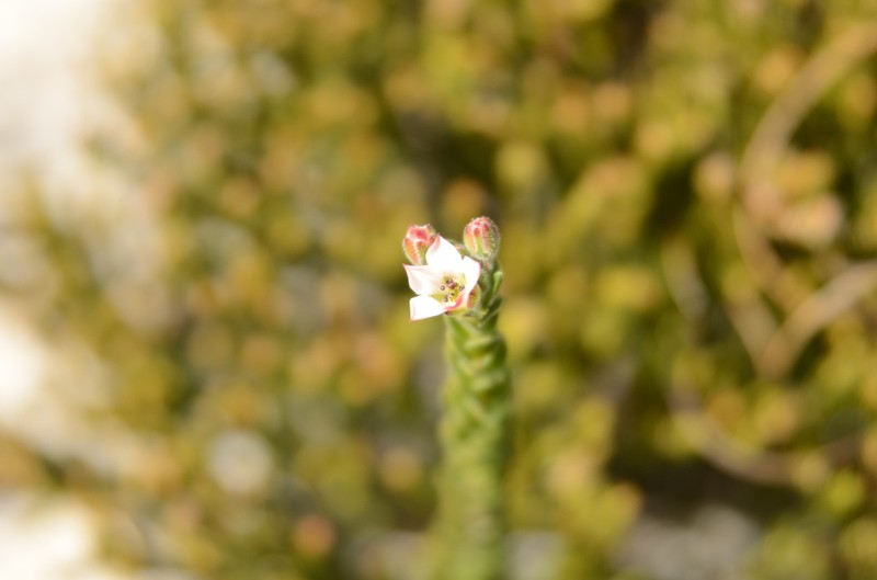 Adenandra odoratissima photo 4