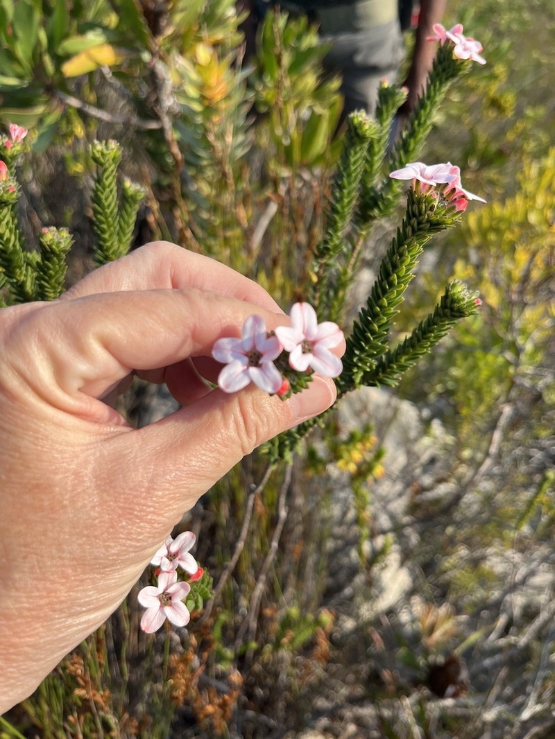 Adenandra odoratissima photo 5