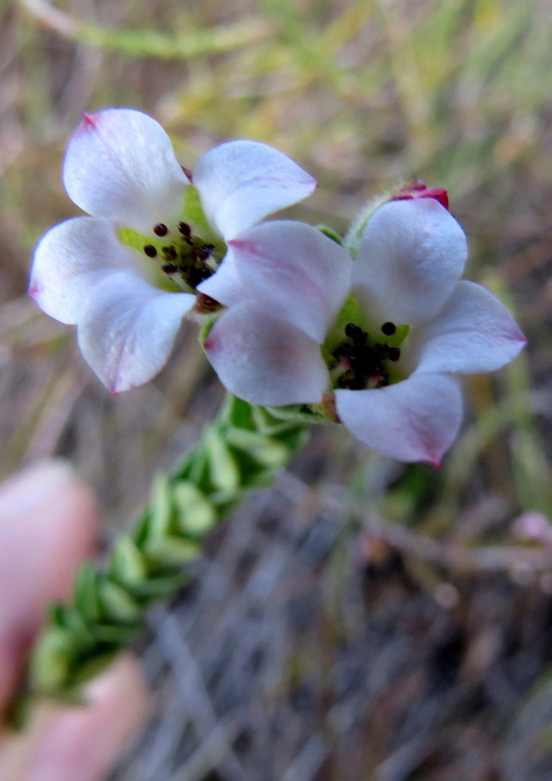 Adenandra odoratissima photo 6
