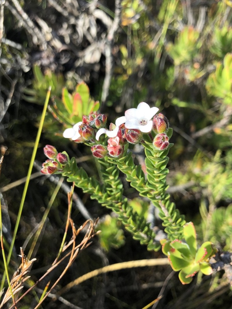 Adenandra odoratissima photo 8