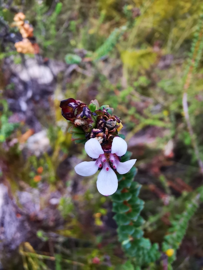 Adenandra rotundifolia