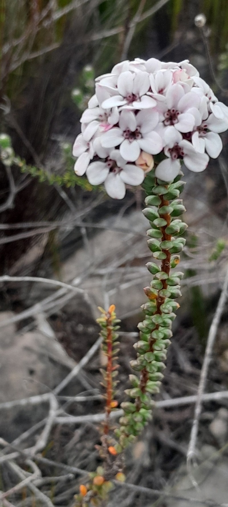 Adenandra rotundifolia photo 2