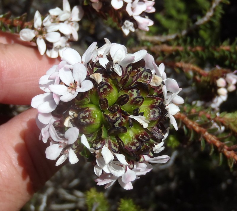 Adenandra rotundifolia photo 3