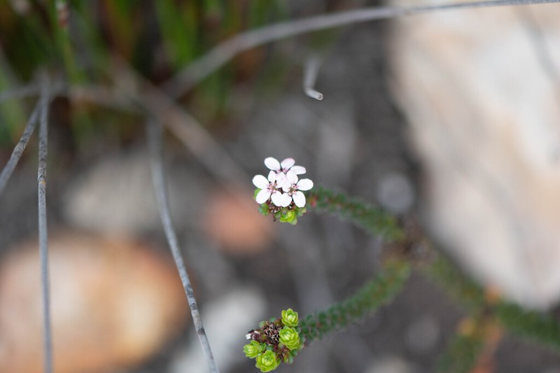 Adenandra rotundifolia photo 4